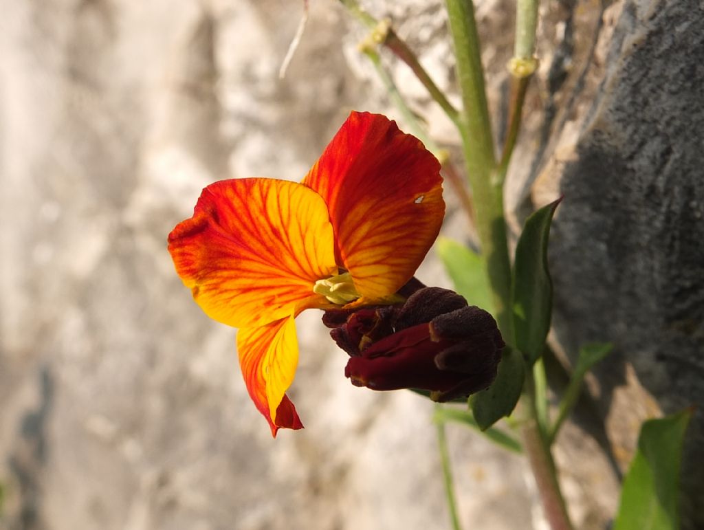 Erysimum cheiri / Violaciocca gialla